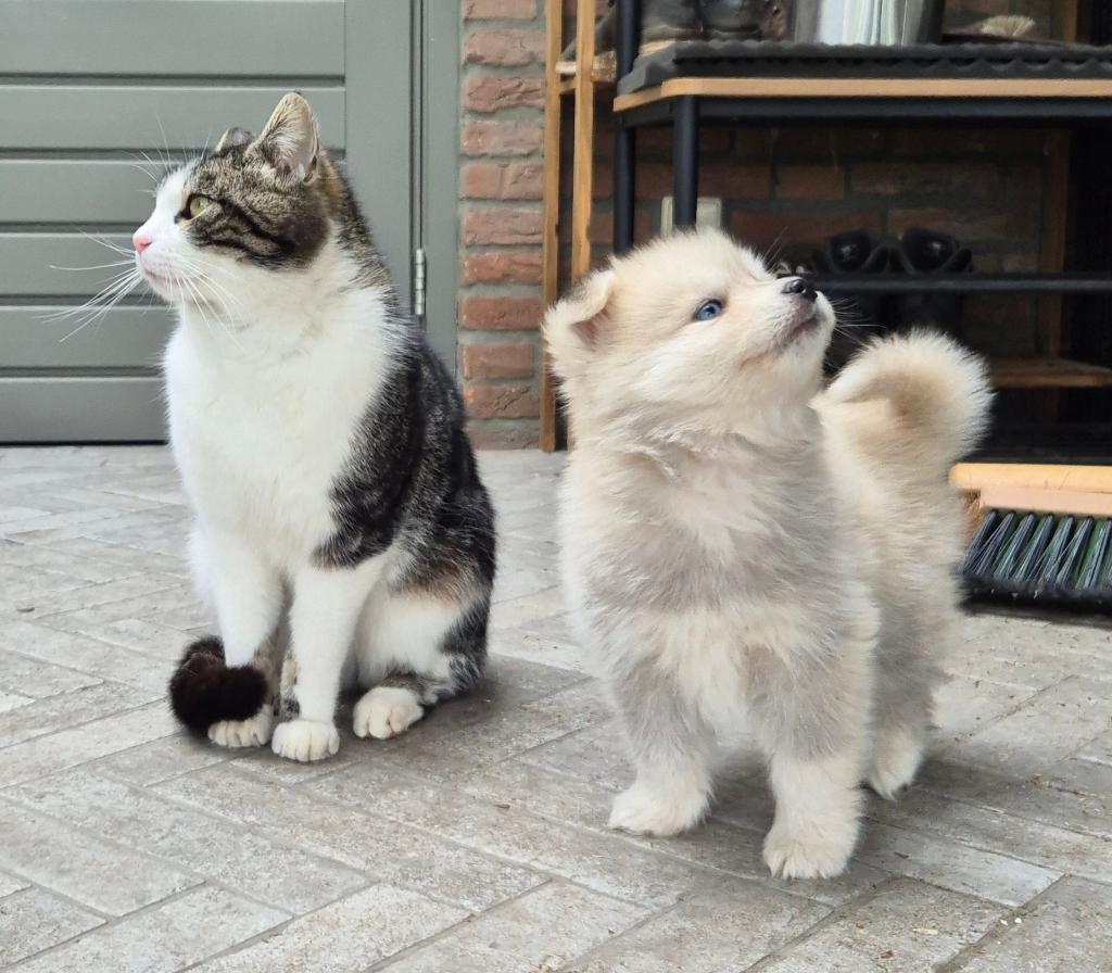 Pomsky x shiba inu (1/4) pups, Dieren en Toebehoren, Nederland, Parvo, 8 tot 15 weken, Poolhond