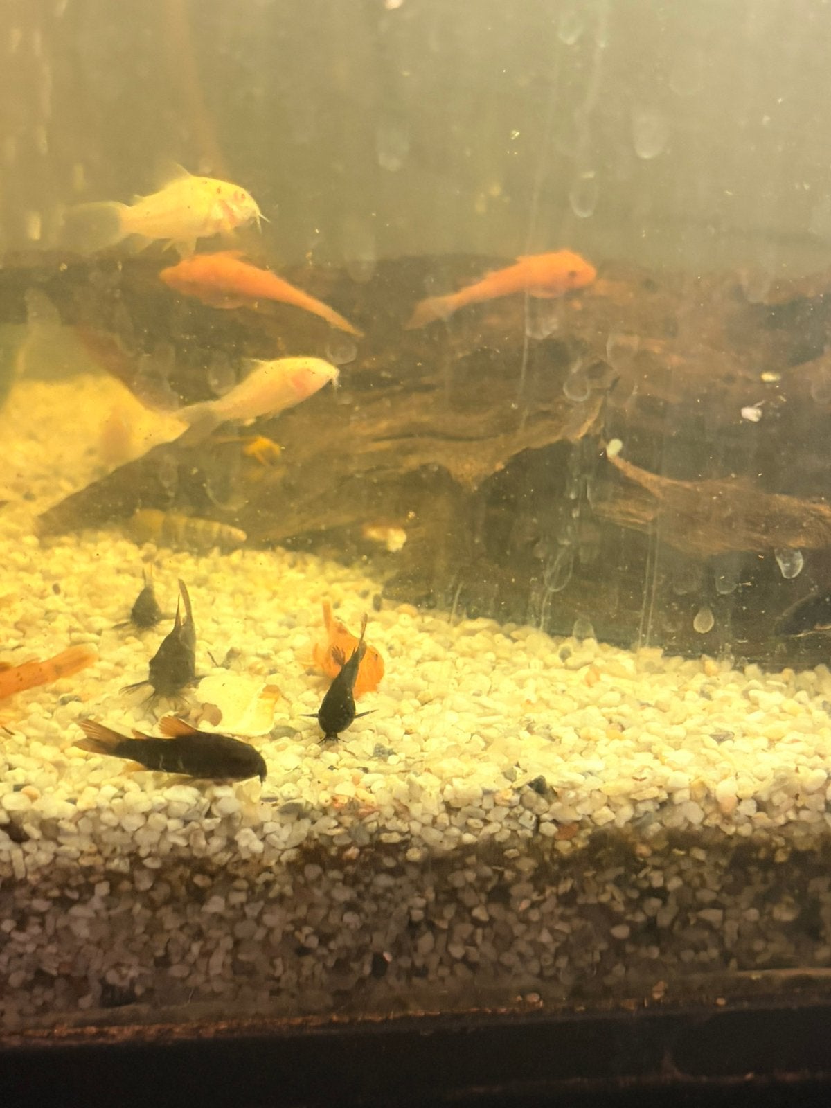 Corydora Black Venezuela, Dieren en Toebehoren, Vissen | Aquariumvissen, Vis