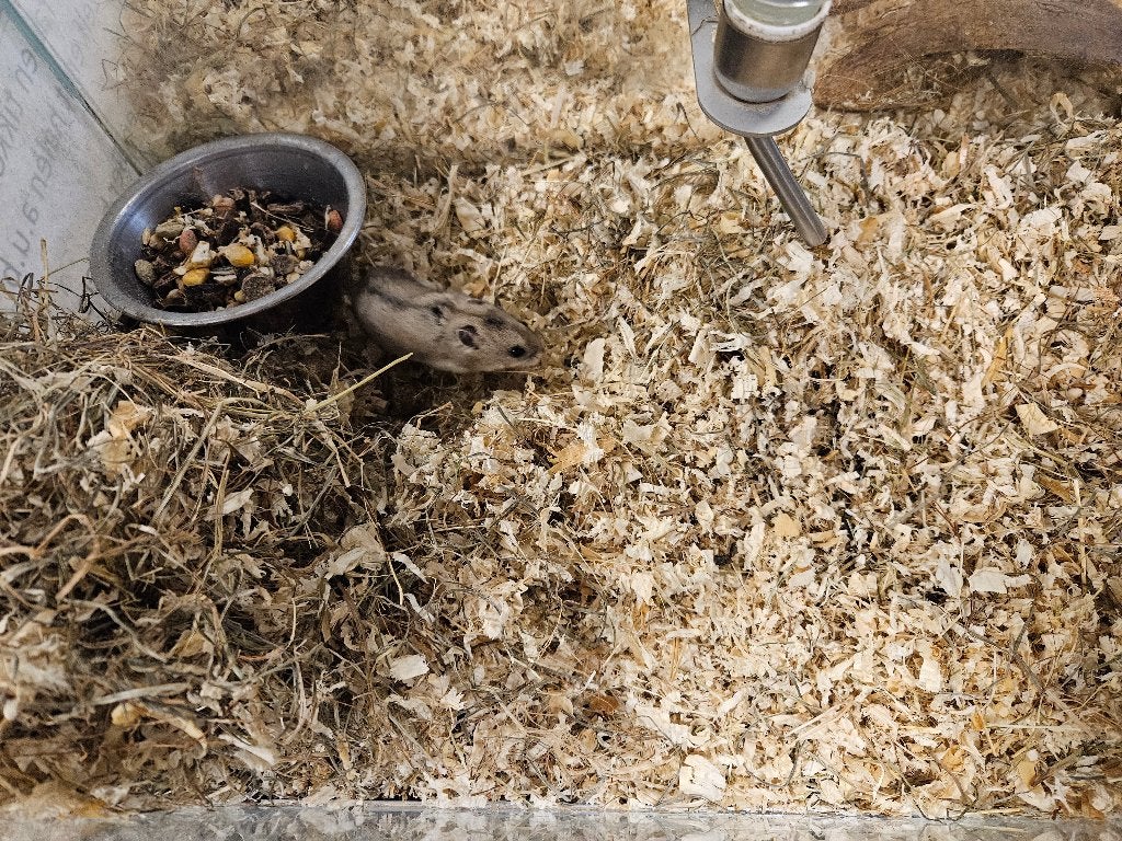 Cricetulus griseus Chinese Dwerg Hamster, Dieren en Toebehoren, Knaagdieren, Februari, Vrouwelijk, Hamster