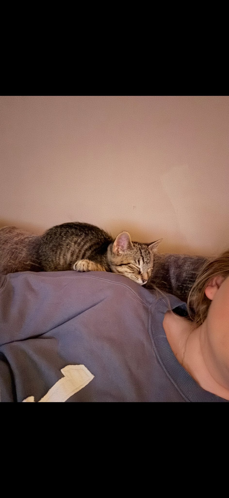 Opzoek naar een nieuw huisje, Dieren en Toebehoren, Katten en Kittens | Overige Katten, Kater
