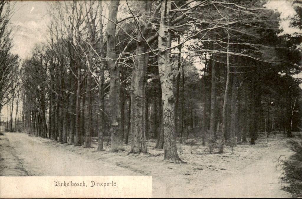 Dinxperlo - Winkelbosch - Bosrand, Ophalen of Verzenden, Voor 1920, Gelopen, Gelderland