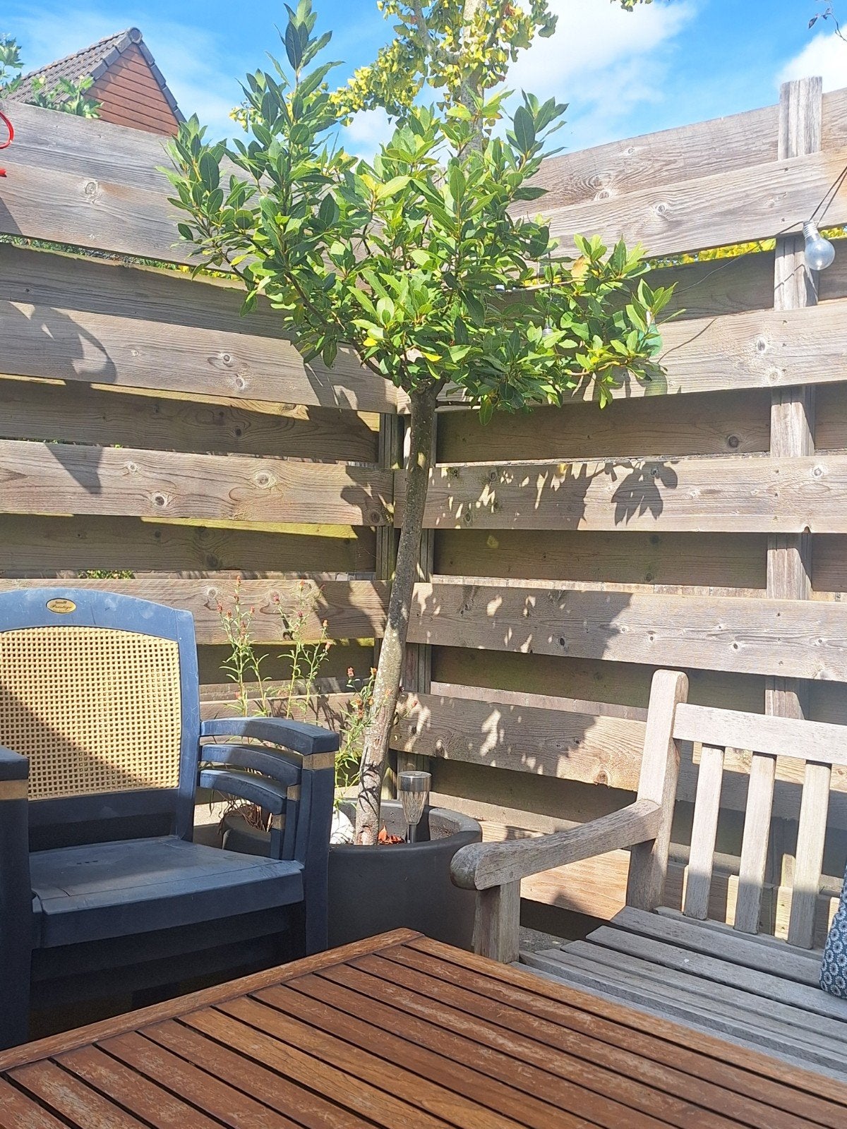 Echte Laurier. met grote pot., 100 tot 250 cm, Ophalen, Volle zon, In pot