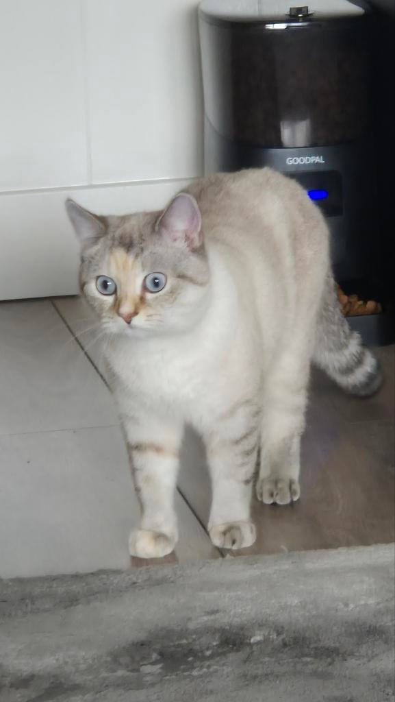 Brits kort harig met blauwe ogen., Dieren en Toebehoren, Katten en Kittens | Raskatten | Korthaar, Poes, Ontwormd, 0 tot 2 jaar