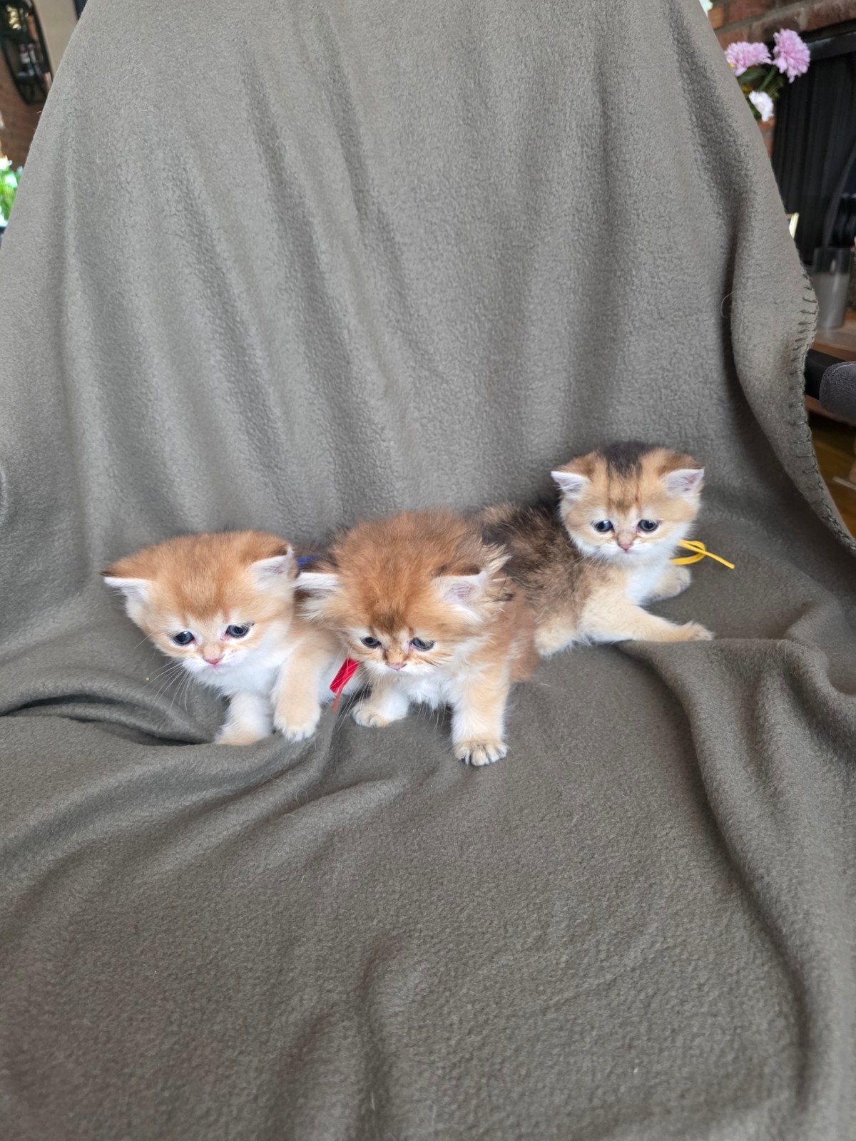 Super mooie kittens te koop brits korthaar Black Golden, Dieren en Toebehoren, Meerdere dieren, Met stamboom, 0 tot 2 jaar