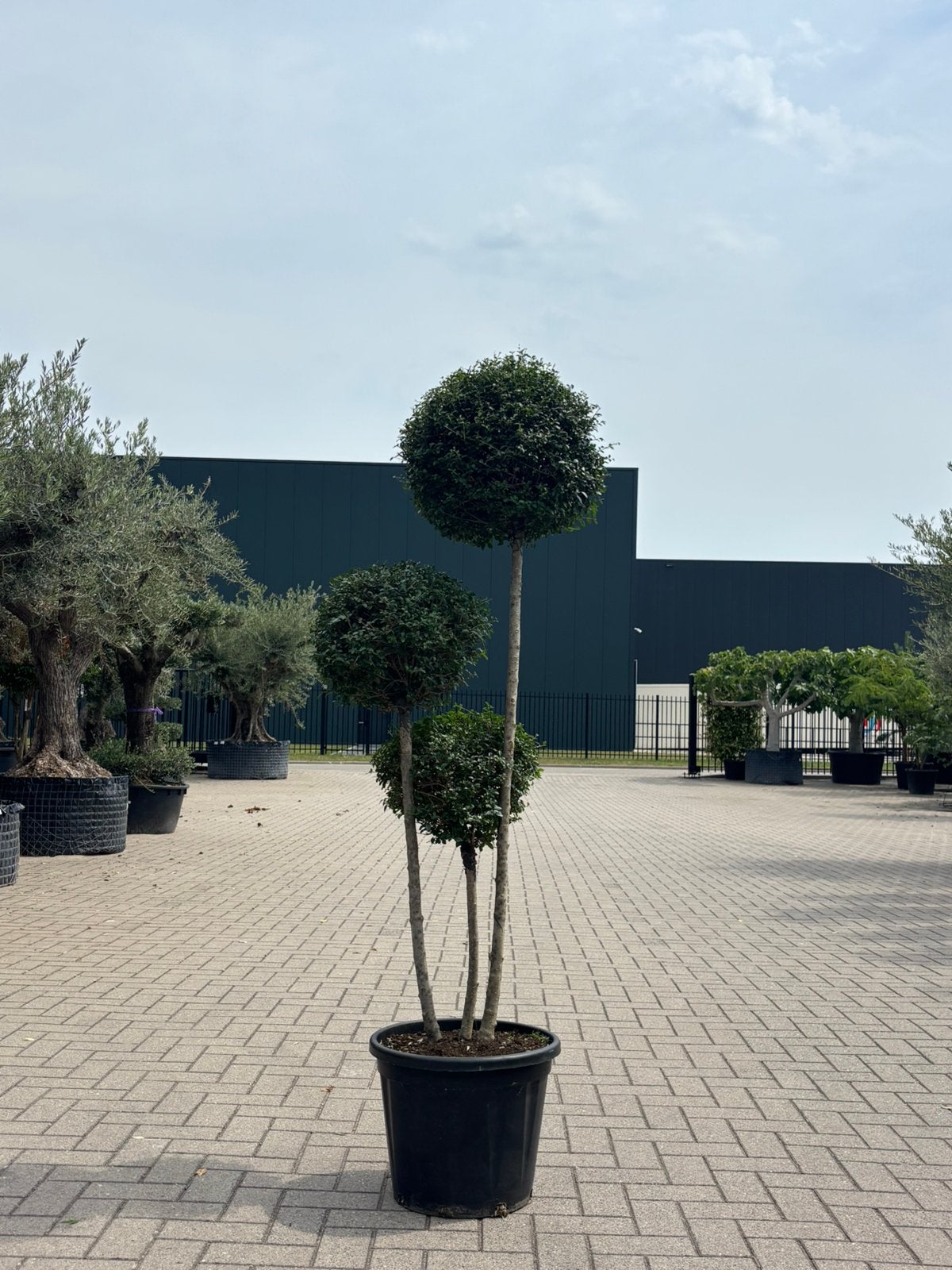 Ligustrum jonandrum multibol snoeivorm, Tuin en Terras, Planten | Bomen, 100 tot 250 cm, Zomer, Ophalen, In pot