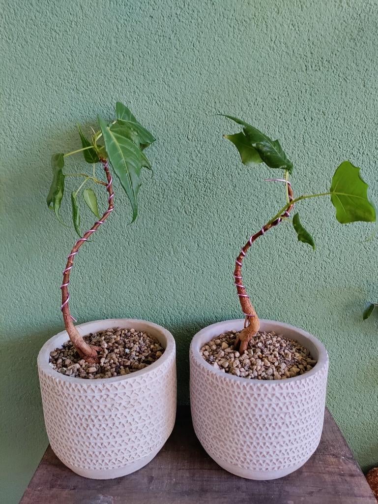 2x Bonsai Bodhiboom - Ficus religiosa, Overige soorten, Vaste plant, Ophalen of Verzenden, Bloeit niet