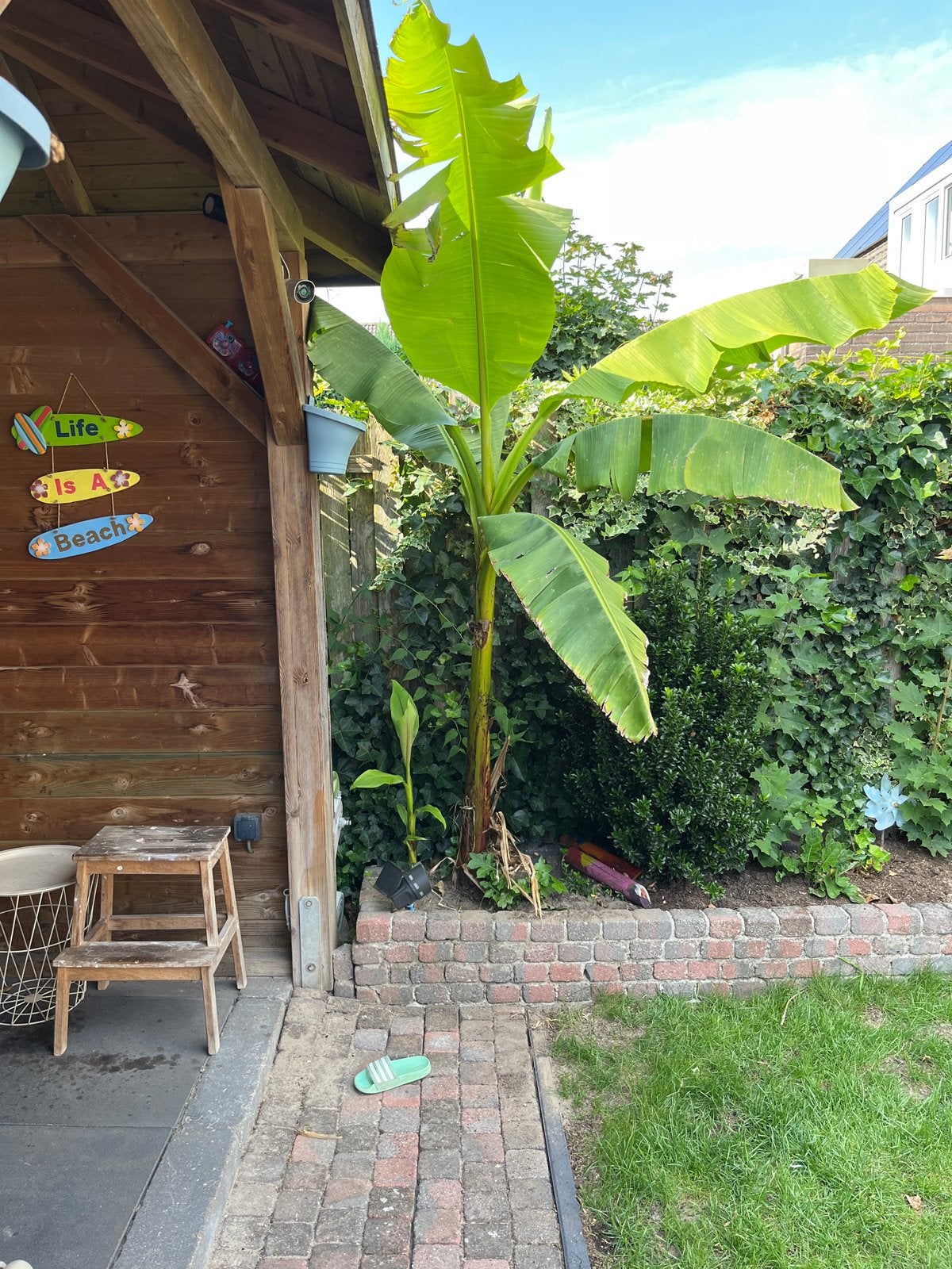 Bananenplant (Musa Basjoo) - Winterharde Exoot, Volle zon, Vaste plant, Bloeit niet, Ophalen