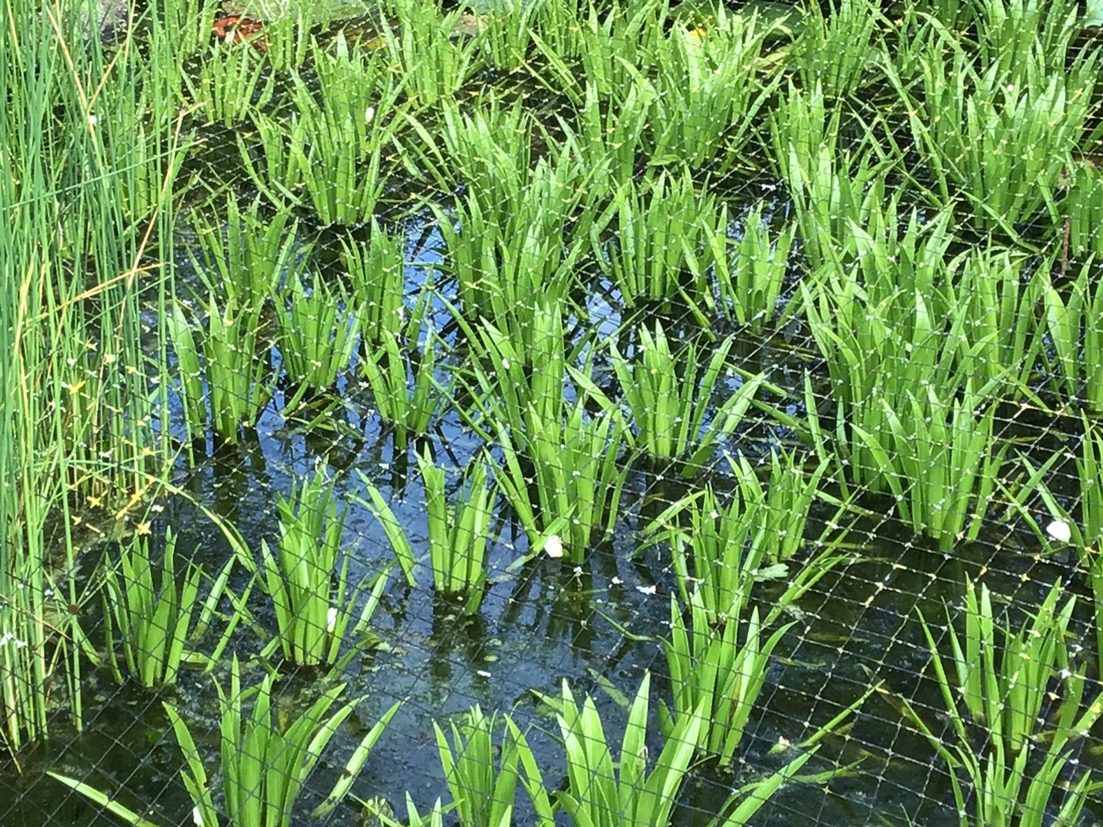 Krabbescheer, Tuin en Terras, Vijvers, Ophalen