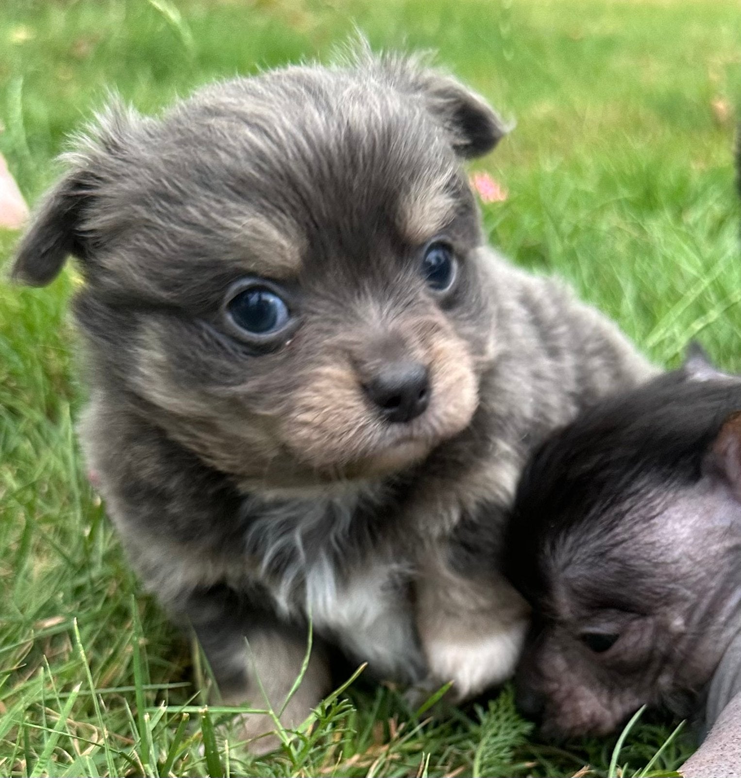 Nog 1 prachtig Chinese naakthond x Chihuahua pupje, Parvo, 8 tot 15 weken, Meerdere, Meerdere dieren