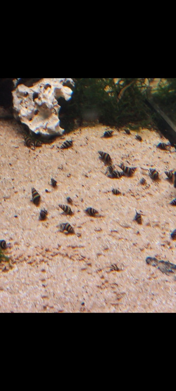 Helena slakken, Dieren en Toebehoren, Vissen | Aquariumvissen, Slak of Weekdier