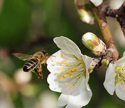 Bestuivingsvolken 2027 – Reserveringen geopend (Betuwe), Dieren en Toebehoren, Bijen