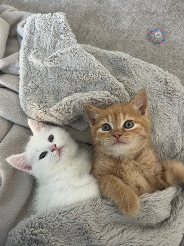 Hele mooie kitten te koop! €500 moeder is ook te koop, Dieren en Toebehoren, Katten en Kittens | Raskatten | Langhaar, Kater