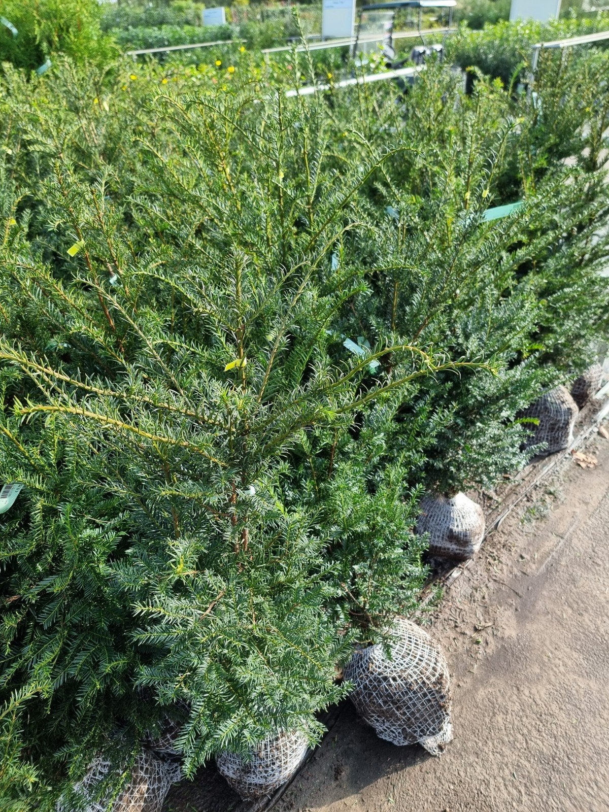 thuja Brabant-taxus baccata-laurier-portugese laurier, Tuin en Terras, Ophalen, Laurier, 100 tot 250 cm