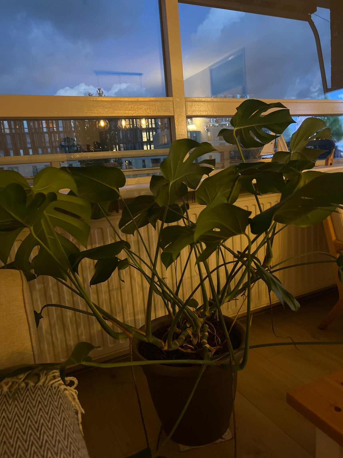 Grote Monstera Deliciosa - Kamerplant, Ophalen, 100 tot 150 cm, Overige soorten, Halfschaduw