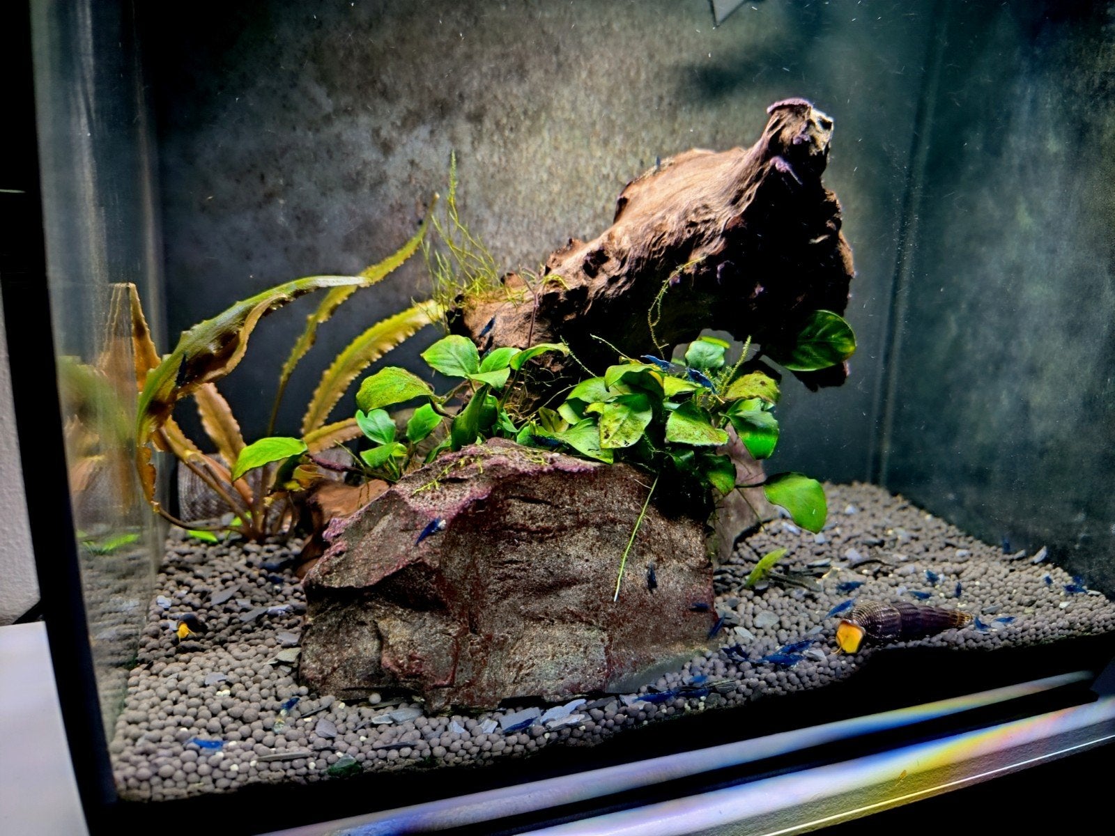 Complete Fluval Flex 57L aquariumset, Ophalen, Gevuld zoetwateraquarium