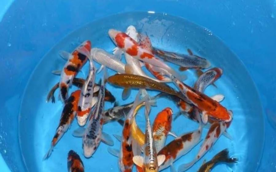 HQ Import koi 15 / 18 cm bij Koidream in Valburg