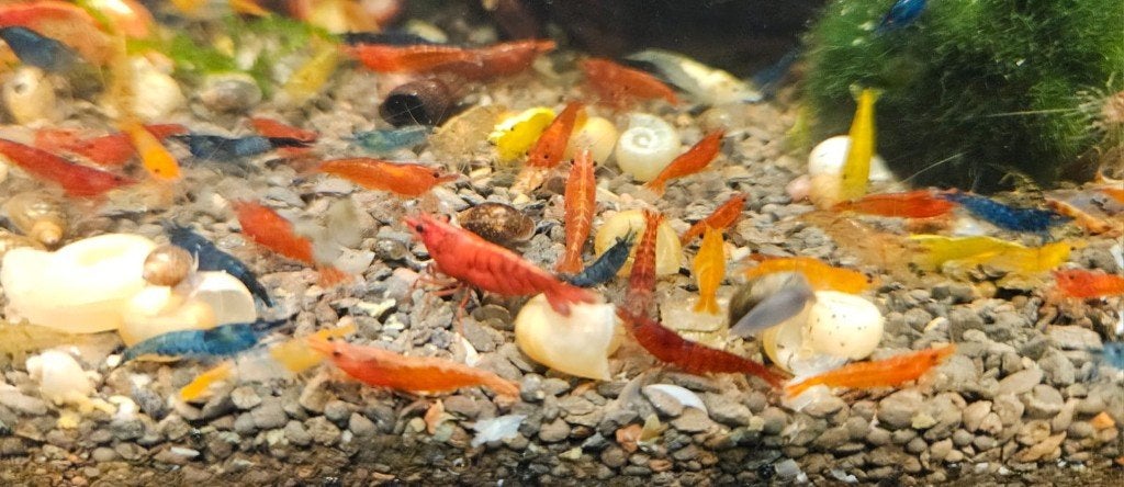 Neocaridina mix garnalen, Kreeft, Krab of Garnaal, Zoetwatervis