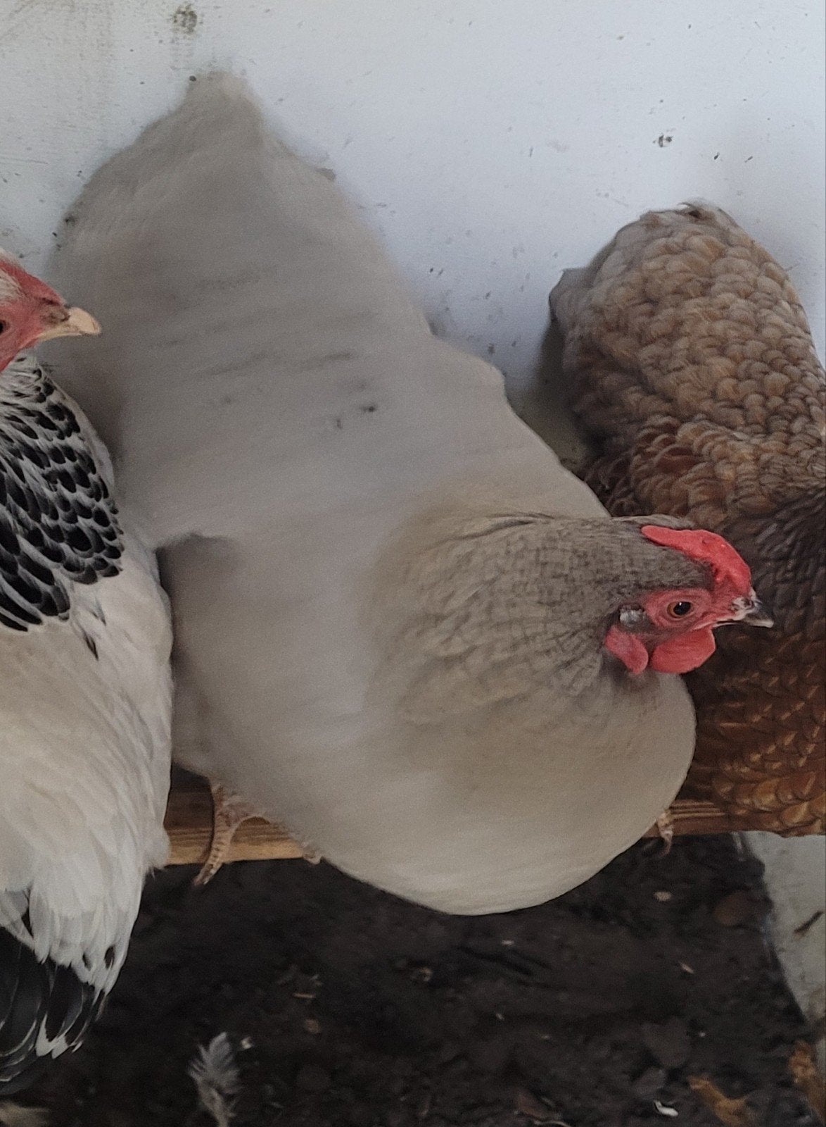 Grijze Wyandotte Kriel Hen te koop.
1,5 jaar oud aan de leg., Dieren en Toebehoren, Pluimvee, Vrouwelijk, Kip