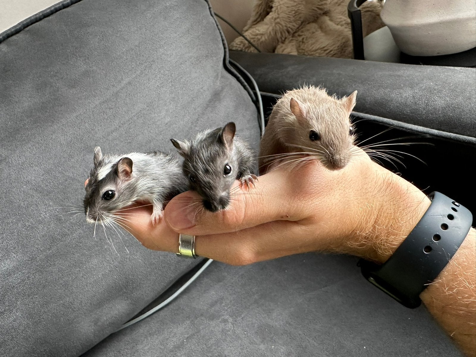 Leuke gerbils (handtam), Dieren en Toebehoren, Knaagdieren, Mannelijk, Overige typen, Juni, Tam