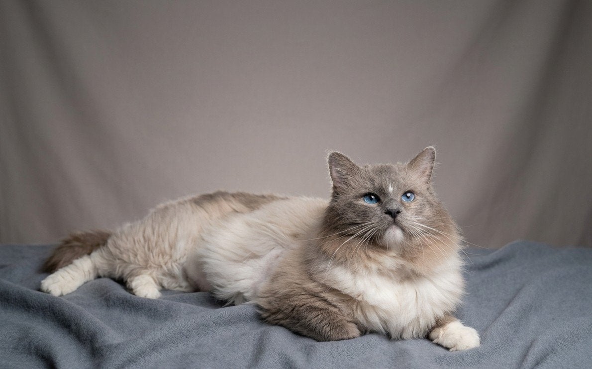 Dekkater Ragdoll Blue Point Mitted met stamboom, Kater, Met stamboom, 3 tot 5 jaar