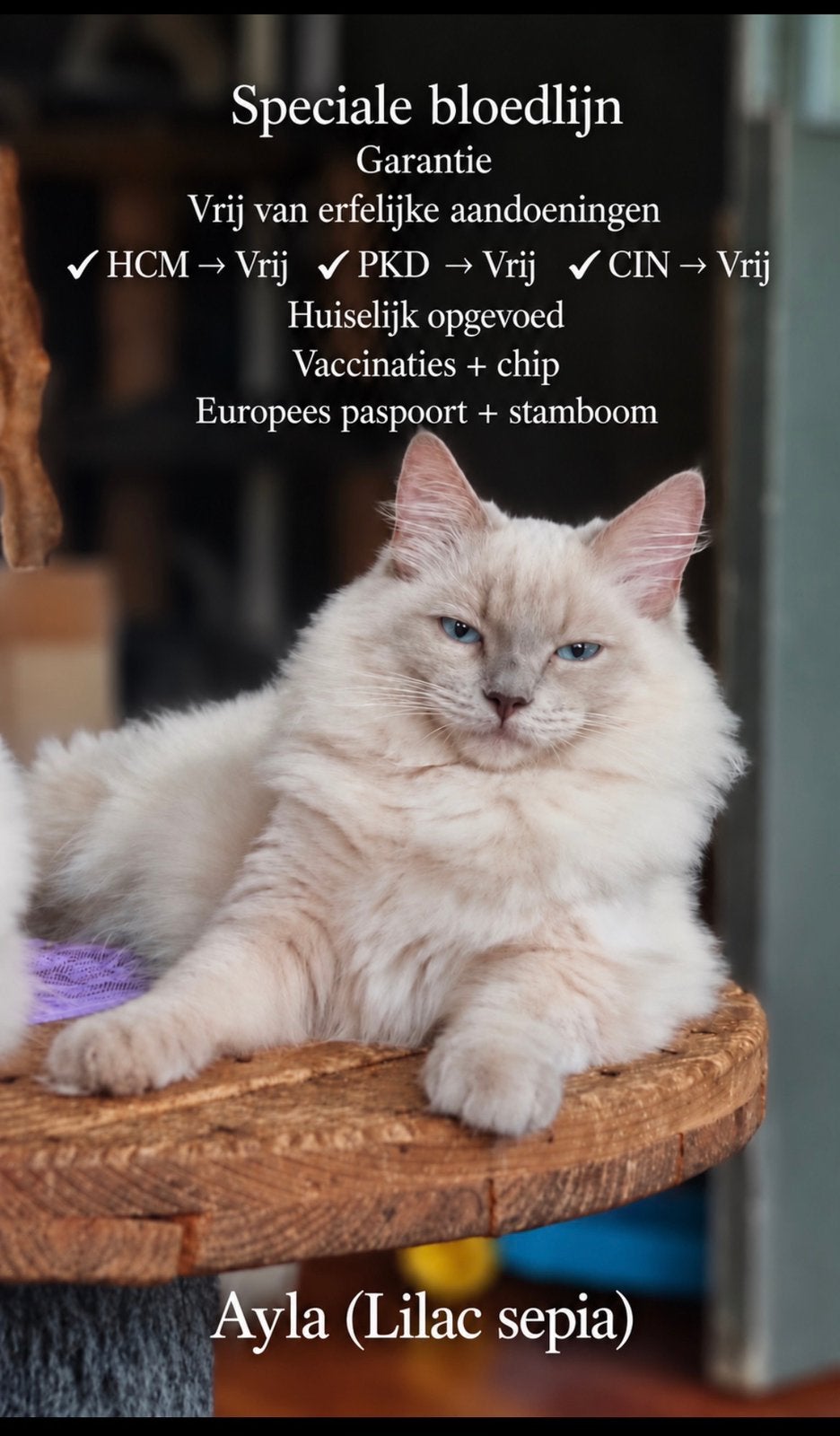Prachtige Ragdoll kittens met stamboom – geteste ouders, Meerdere dieren, Gechipt, 0 tot 2 jaar