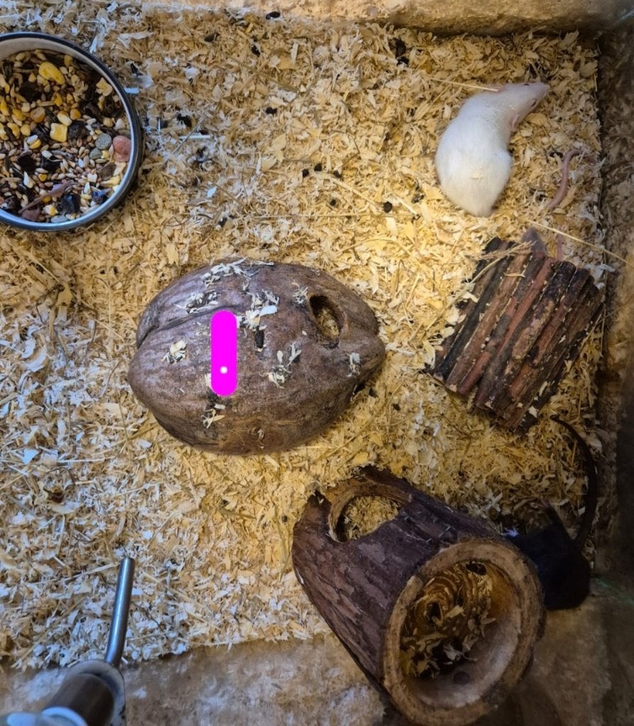 Rattus norvegicus Kleur Rat, Augustus, Meerdere dieren, Rat