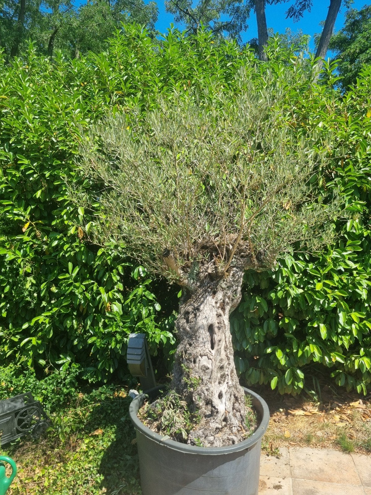 Olijfboom in pot - Prachtige mediterrane sfeer, Volle zon, Vaste plant, Bloeit niet, Ophalen