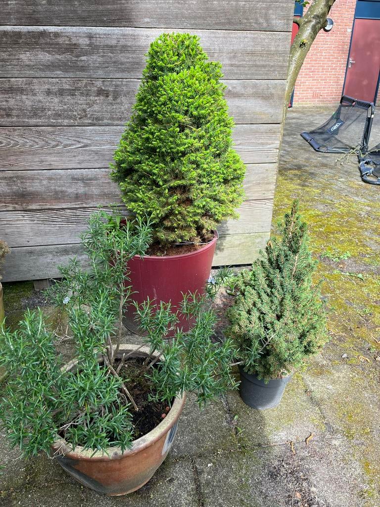 Rozemarijn en 2 kerstboomen (Christmas tree) plantjes, Tuin en Terras, Planten | Tuinplanten, Volle zon, Vaste plant, Lente, Ophalen