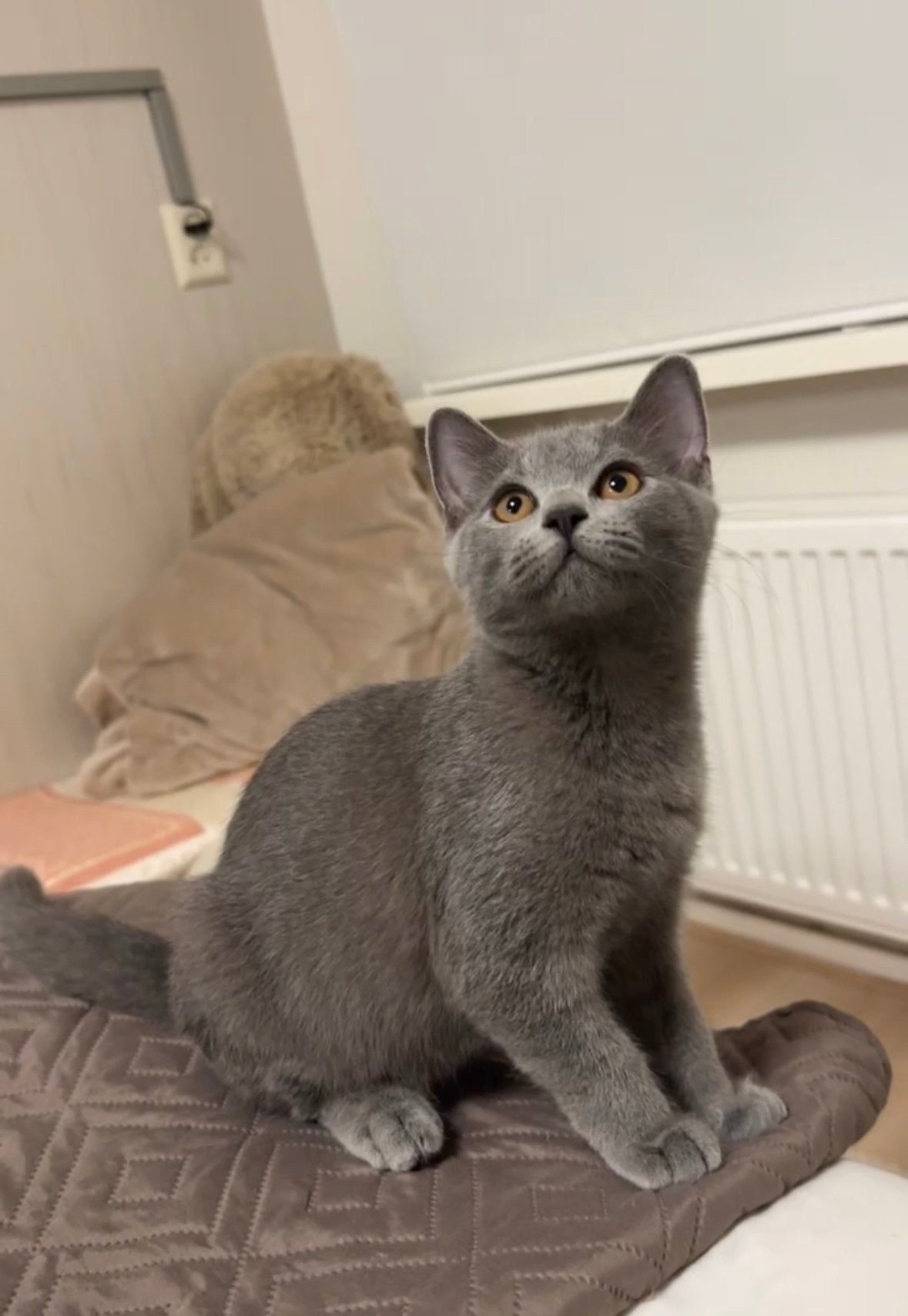Britse korthaar/Blauwe rus kitten, Kater, Ontwormd