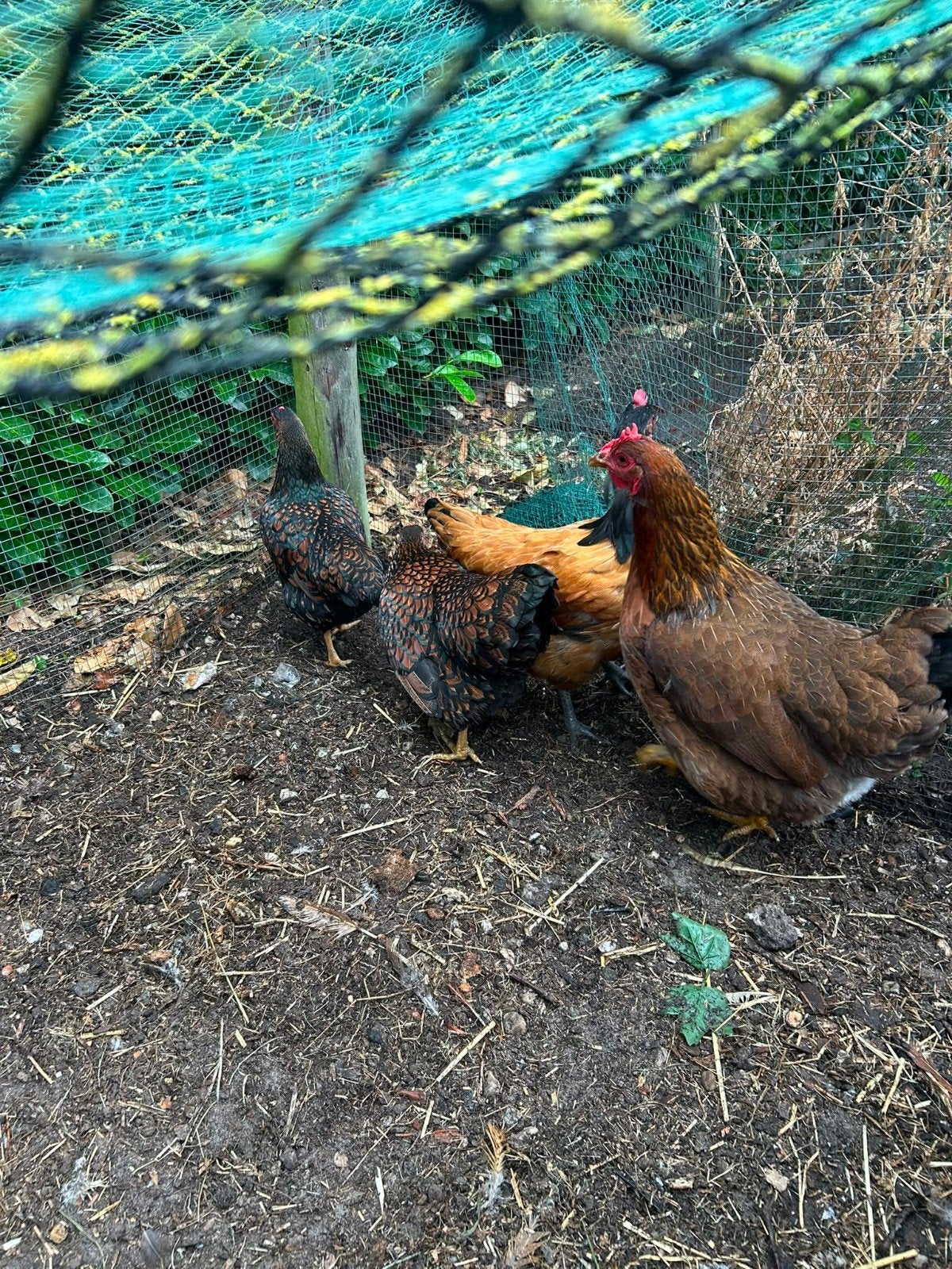 Welsumer hen  ( Groot Ras ), Dieren en Toebehoren, Pluimvee, Vrouwelijk, Kip