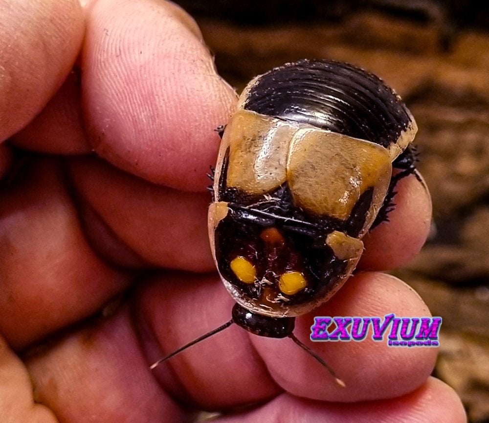 Lucihormetica subcincta (Glowspot Cockroach) kakkerlakken, Dieren en Toebehoren, Overige soorten