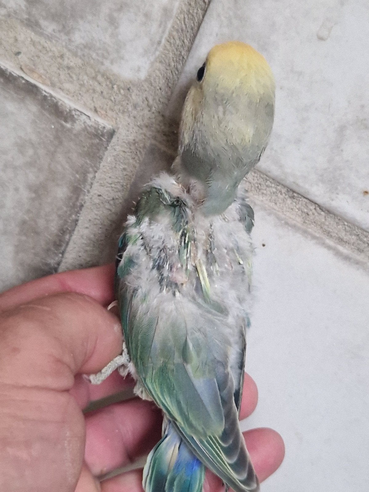 Agapornis baby s love birds jonkies, Dieren en Toebehoren, Meerdere dieren, Papegaai