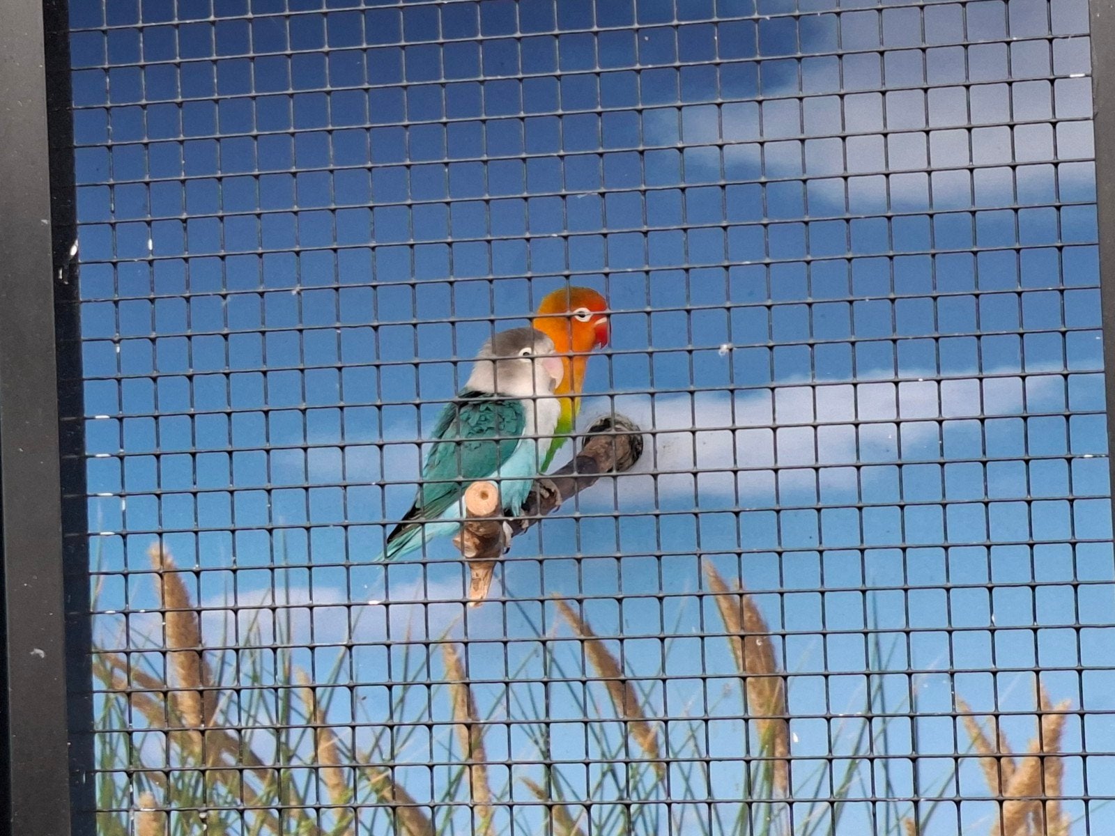 koppel agapornissen, Meerdere dieren, Dwergpapegaai of Agapornis