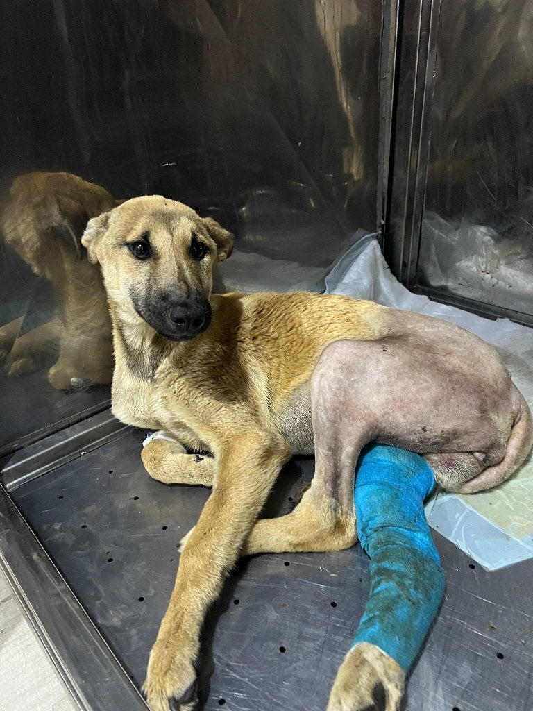 Zwerfhond Egypte, Particulier, Rabiës (hondsdolheid), 15 weken tot 1 jaar, Buitenland