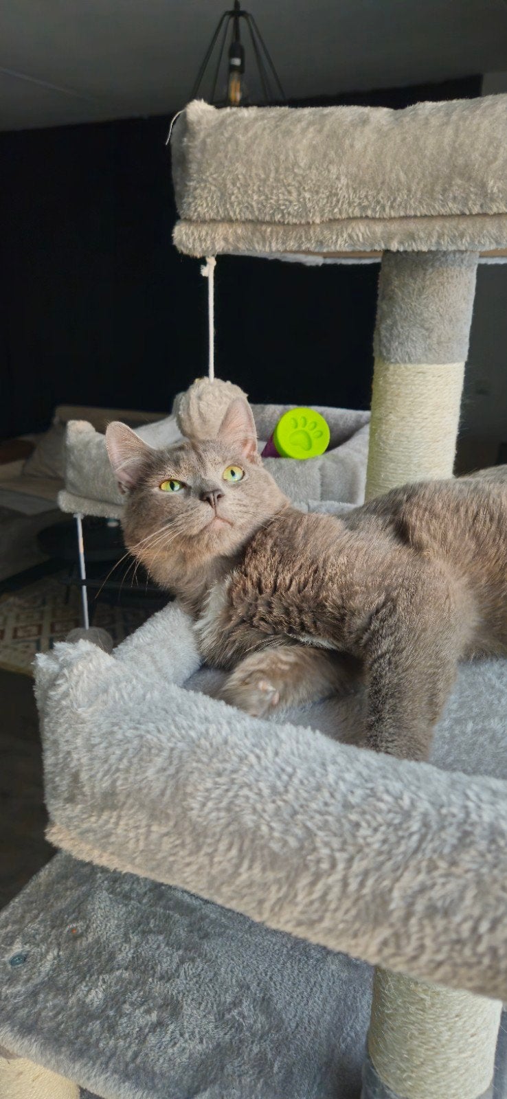 blauwe rus, Kater, Gechipt, 3 tot 5 jaar