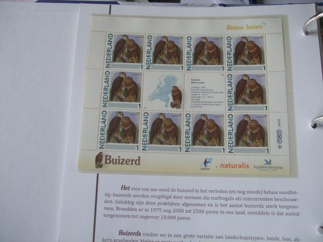 Prachtig vel vogels Buizerd, Verzenden, Dier of Natuur