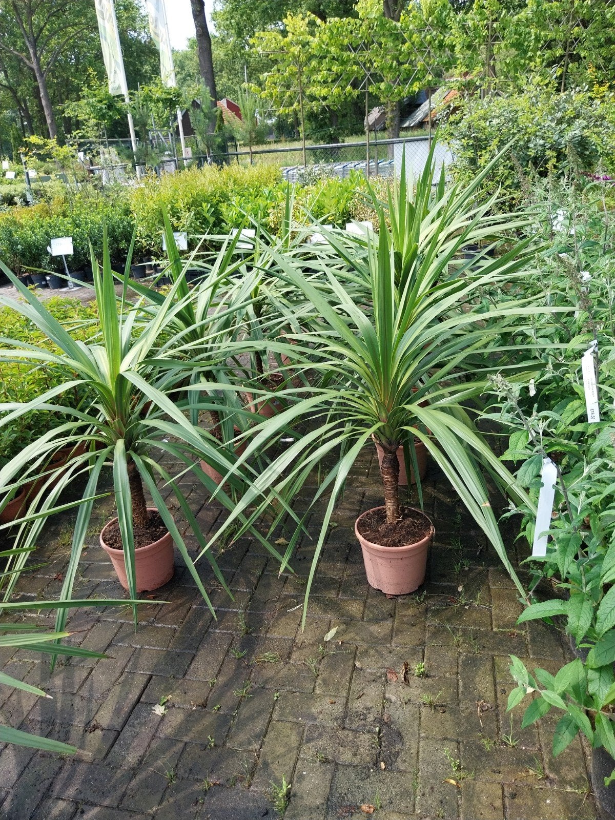 Cordyline - Decoratieve plant voor binnen en buiten, Tuin en Terras, Planten | Tuinplanten, Volle zon, Vaste plant, Bloeit niet