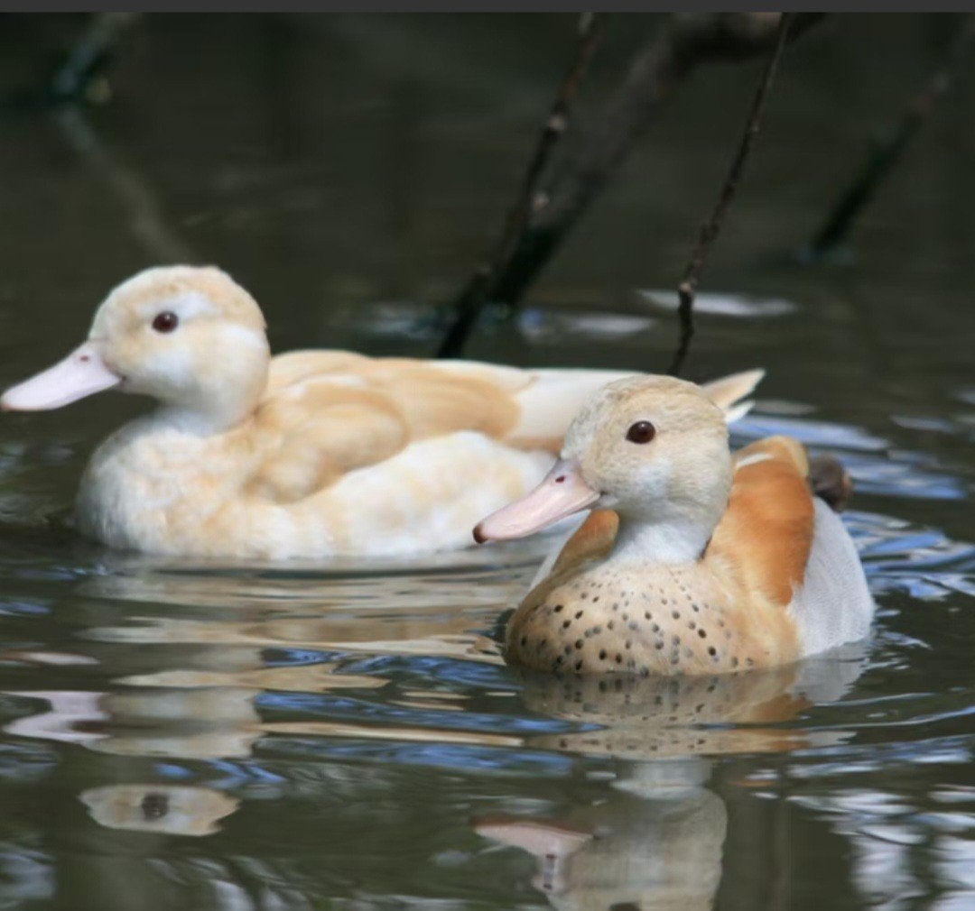 GEZOCHT KOPPEL BLONDE SCHOUDERTALING, Dieren en Toebehoren, Meerdere dieren, Eend