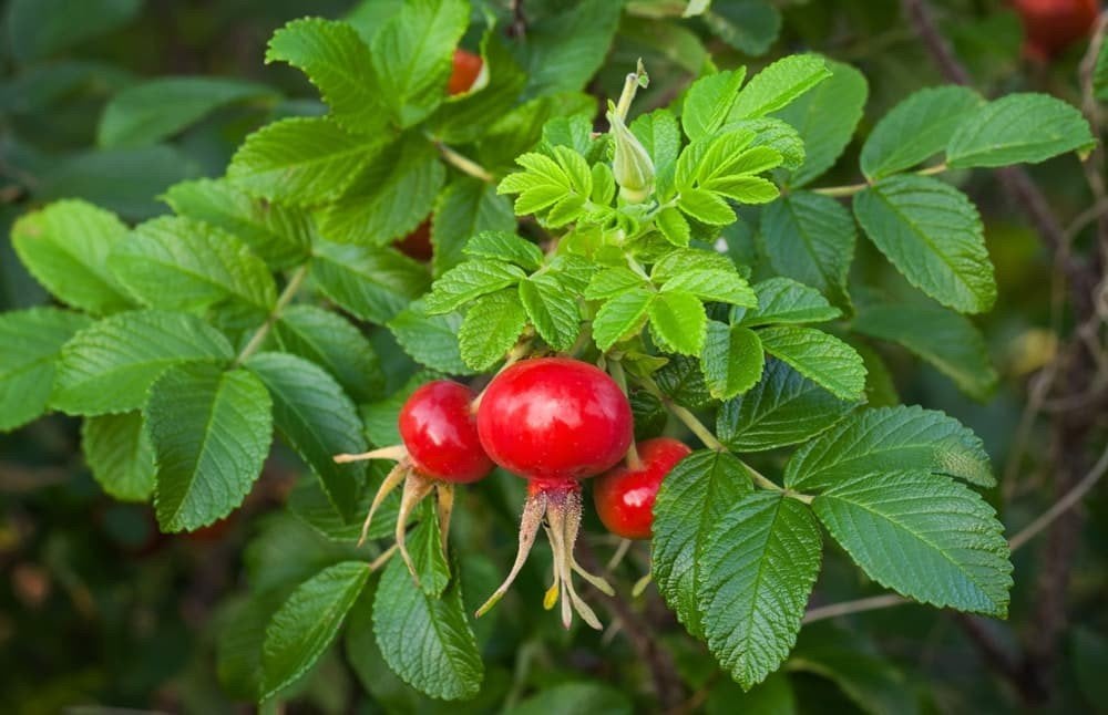 rozenbottel Rosa GEZOCHT, Ophalen, Overige soorten, Minder dan 100 cm