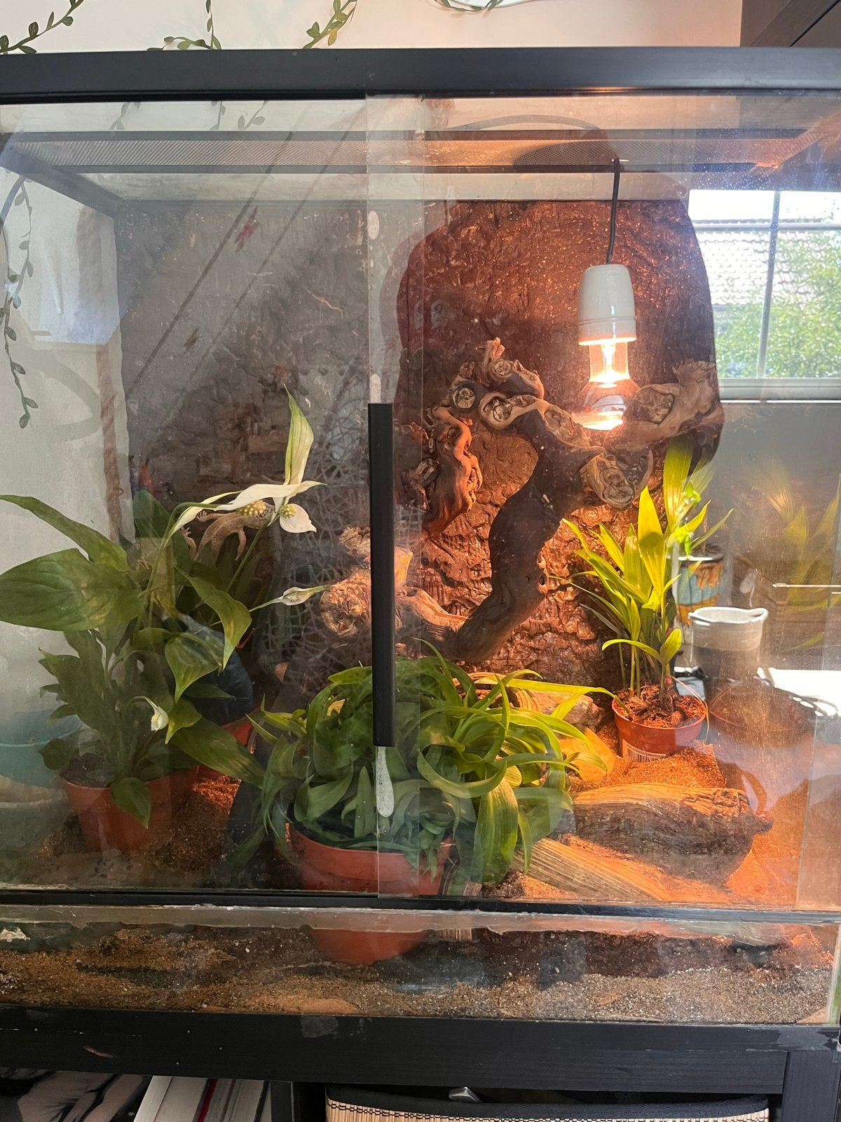 Compleet terrarium + 2 luipaardgekko’s + accessoires, Hagedis, 3 tot 6 jaar