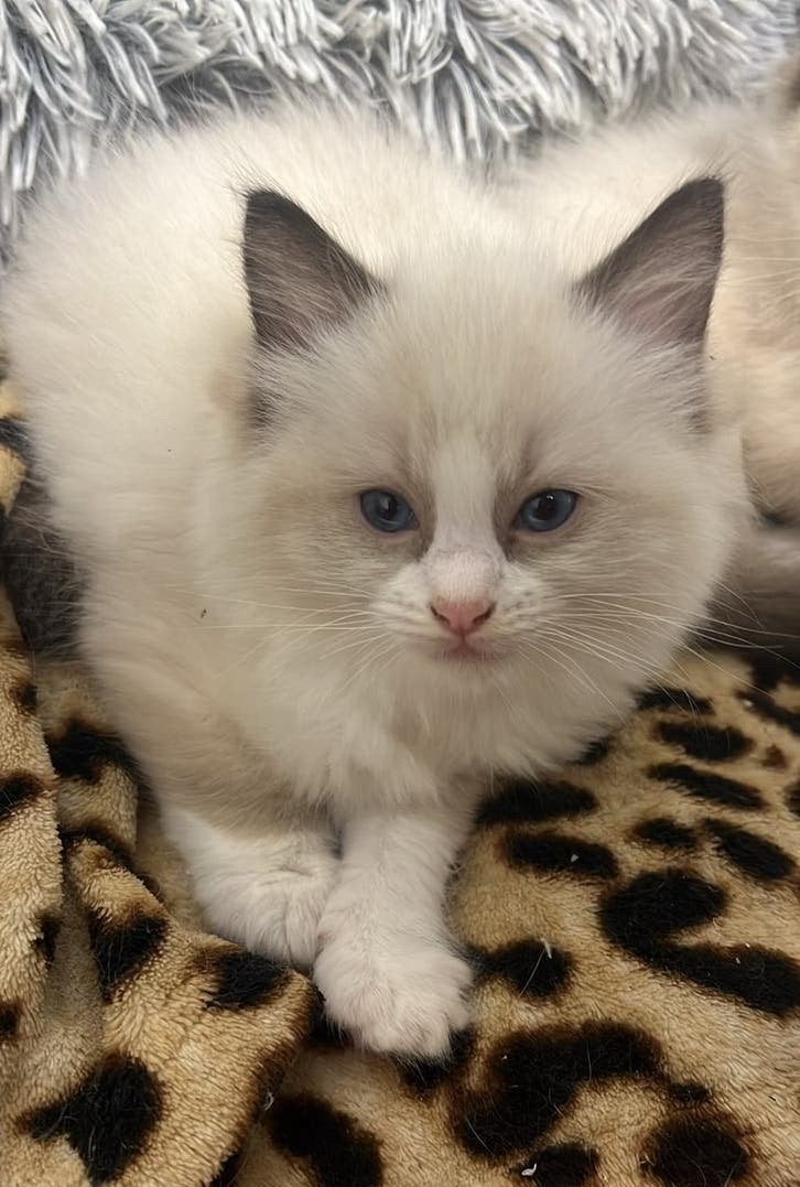 Ragdoll kittens uit geteste ouders, Meerdere dieren, Gechipt, 0 tot 2 jaar