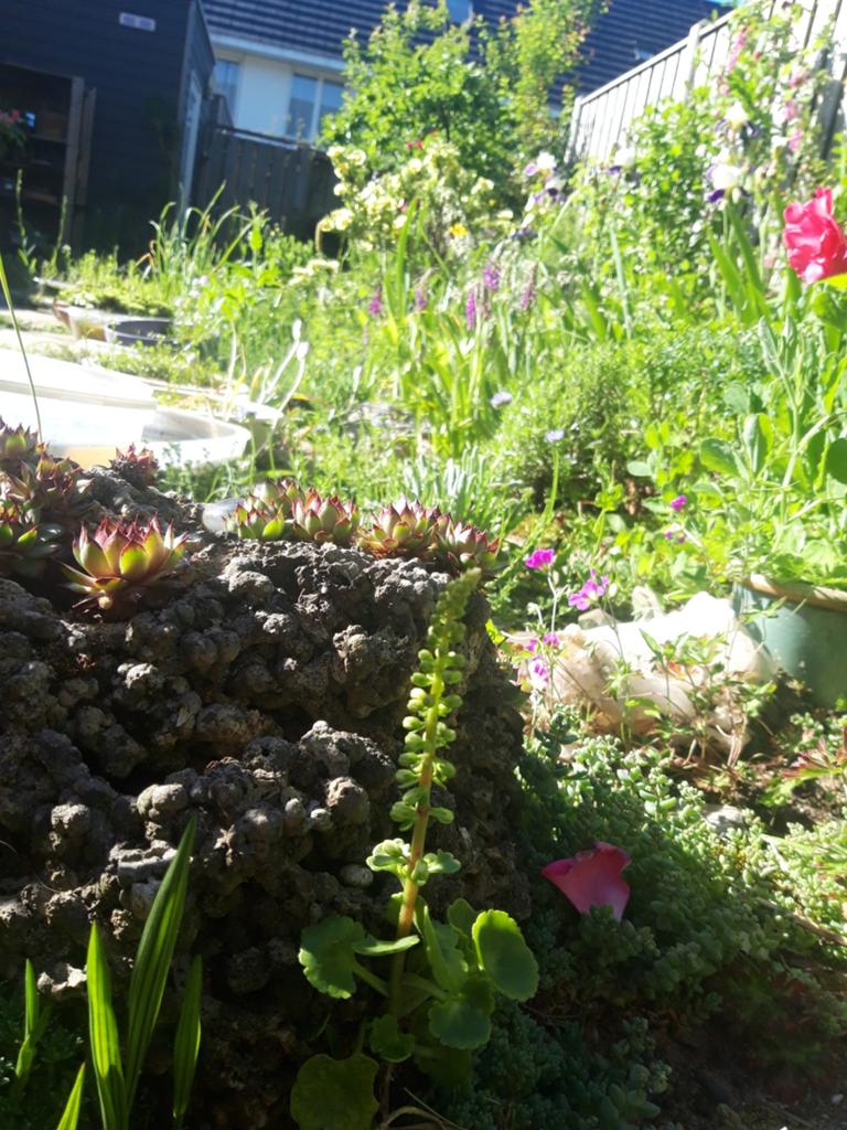 Muurnavel. Zeldzame inheemse plant., Tuin en Terras, Planten | Tuinplanten, Ophalen of Verzenden, Overige soorten, Volle zon