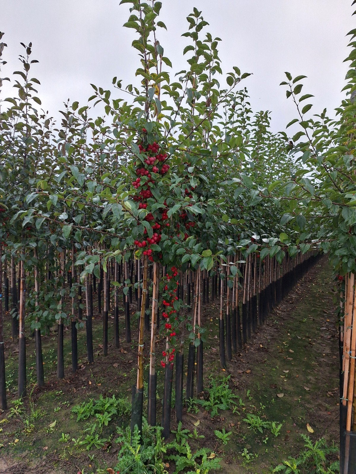 Malus 'Evereste' sierappel 🌳🍎, Ophalen, Lente, Halfschaduw, Overige soorten