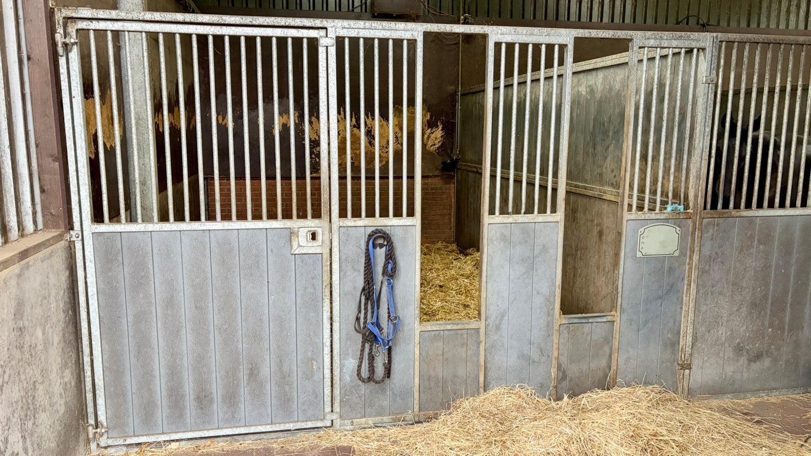 Voorwand 3,36m met deur en voerluiken plus dichte wand 5m, Opfok, 2 of 3 paarden of pony's