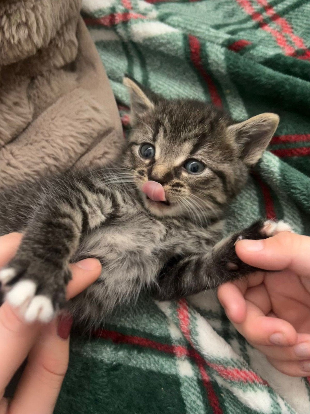 gratis  kittens, Meerdere dieren, Ontwormd, 0 tot 2 jaar