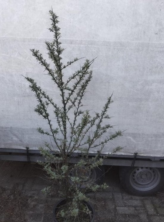 Duindoorn Hippophae rhamnoides 125/150 cm hoog met kluit, Ophalen, Overige soorten, Struik, 100 tot 250 cm