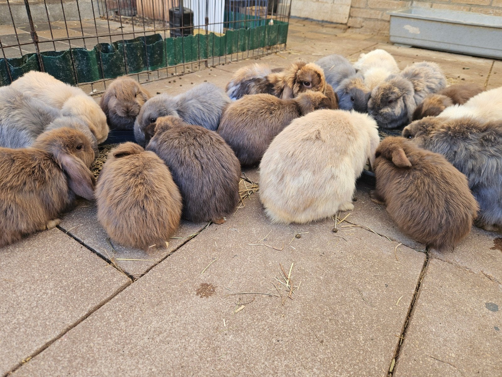 Gezocht oppas voor konijnen, Komt aan huis, Oppas