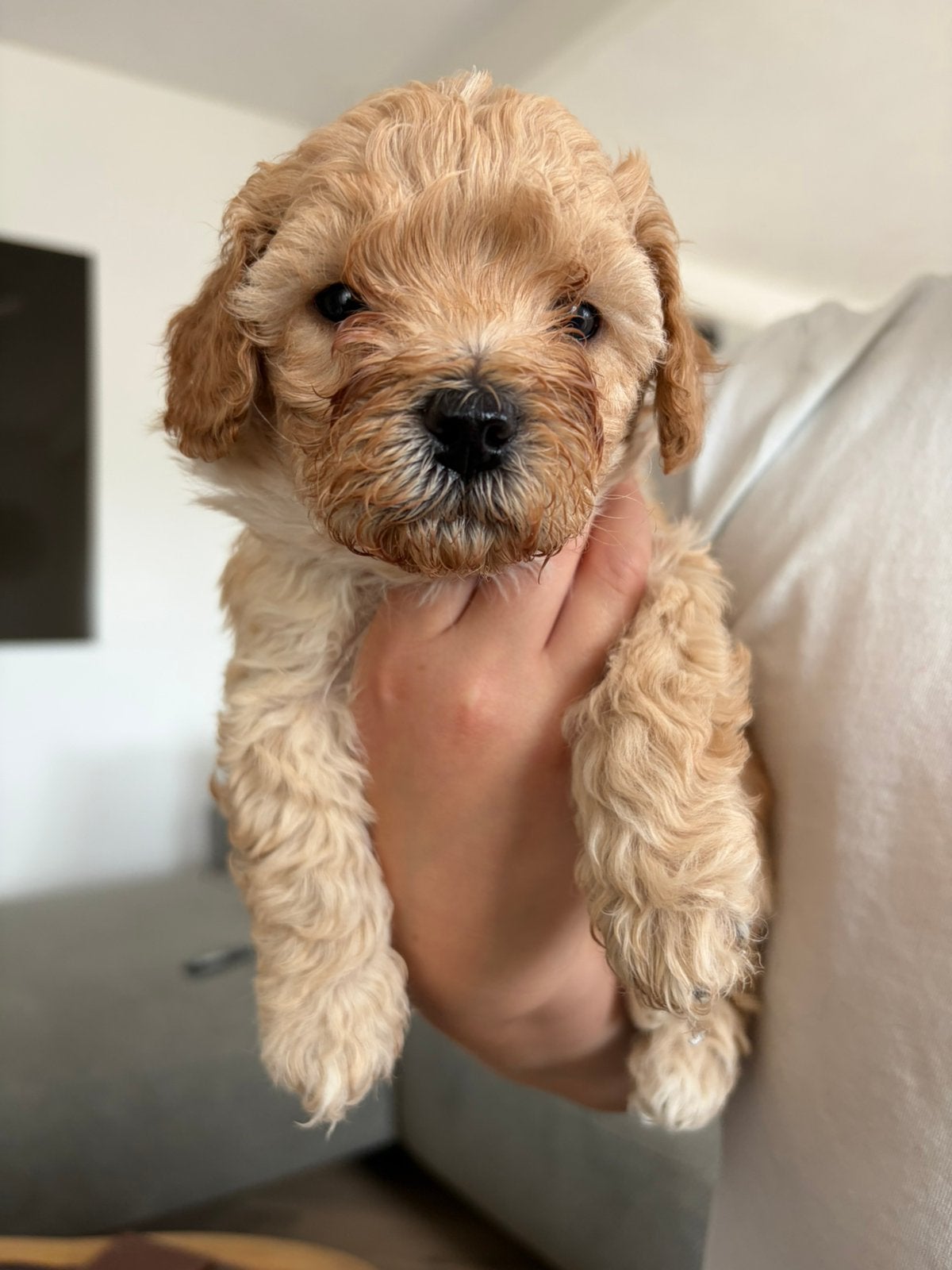 Tk:Maltipoo pups, Dieren en Toebehoren, Parvo, Overige rassen, 8 tot 15 weken, Meerdere dieren