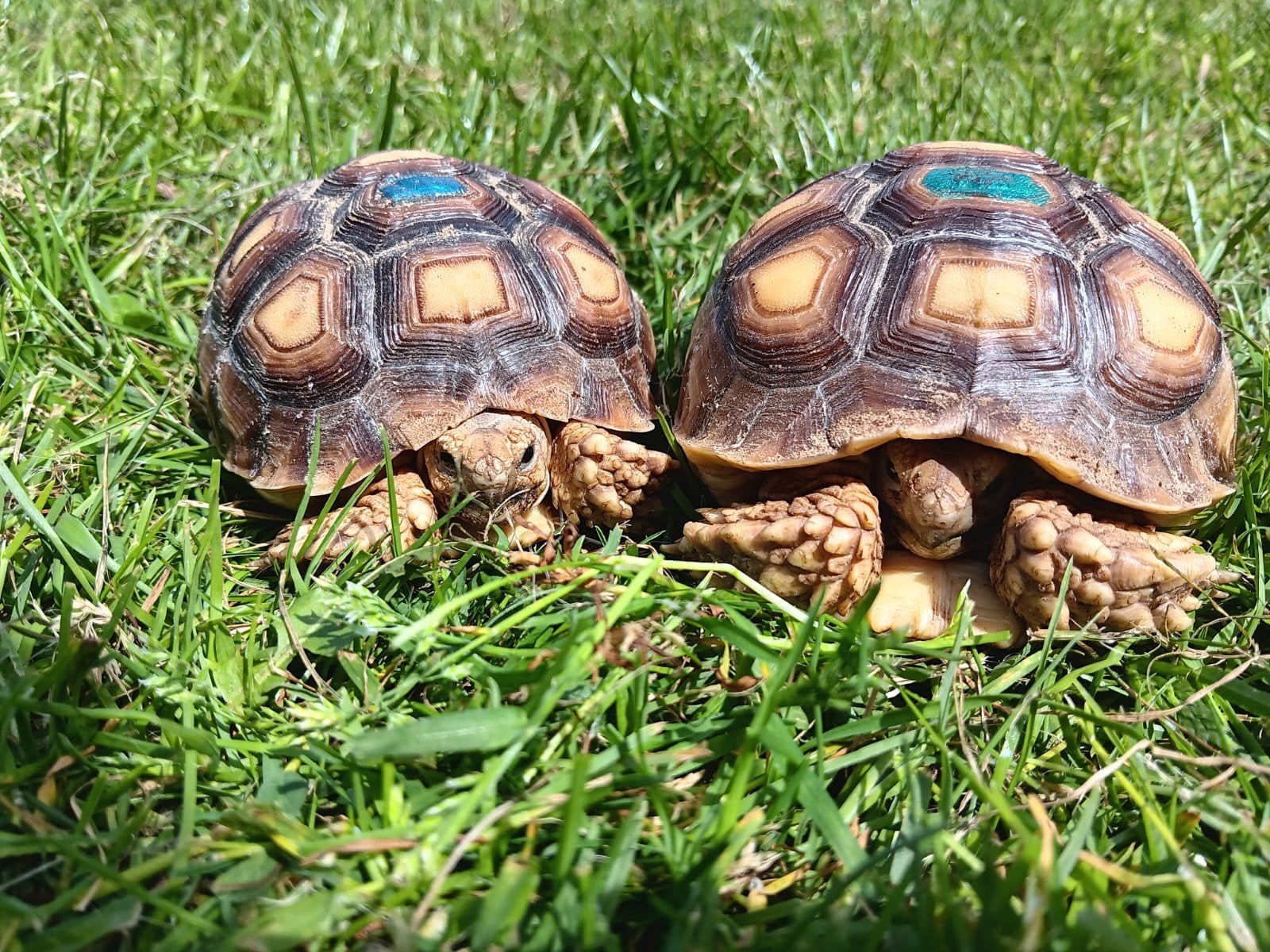 2, 3 jarige Sulcata's met 2 meter terrarium en onderkast., Dieren en Toebehoren, Schildpad, Met terrarium, 3 tot 6 jaar