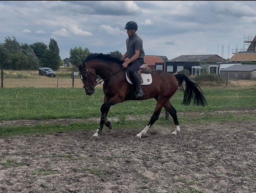 4 jarige veelzijdige ruin van Qannando B & V x Vannan, Dieren en Toebehoren, Met stamboom, Ruin, Zadelmak, 3 tot 6 jaar